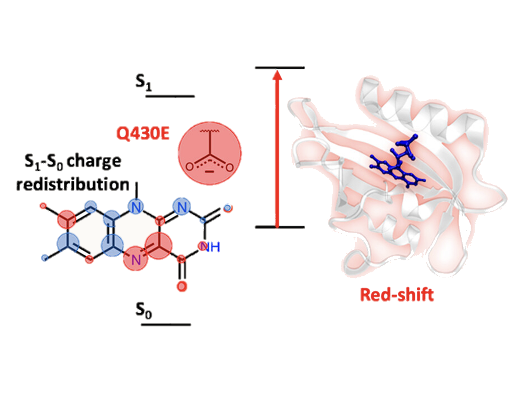 Charge redistribution and protein environment diagram for flavin photophysics.